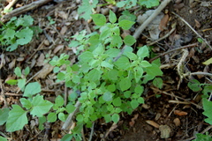 Parietaria debilis