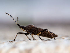 Dicranocephalus agilis