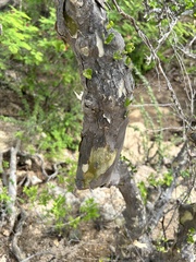 Adelia brandegeei