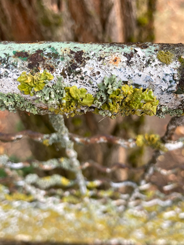 Common Sunburst Lichen