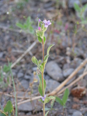Epilobium torreyi
