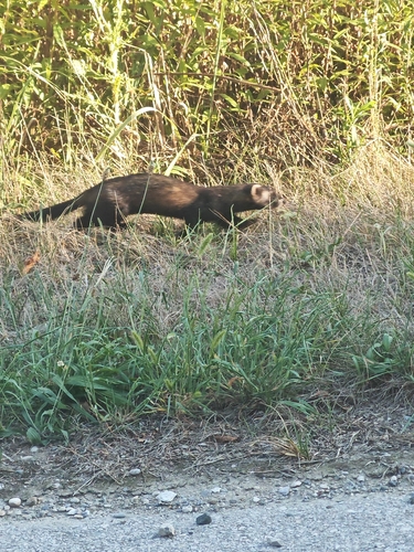 Western Polecat