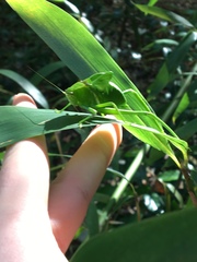 Stilpnochlora couloniana image
