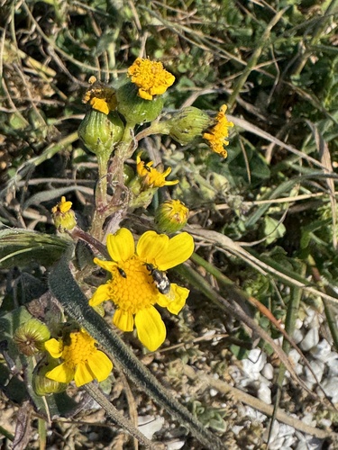 Senecio maritimus, photograph 4