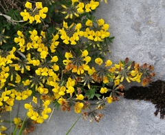 Hippocrepis comosa
