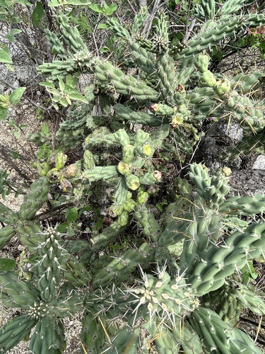 Cylindropuntia cholla, photograph 2