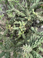 author not stated, no rights reserved Cylindropuntia cholla, photograph author not stated, no rights reserved