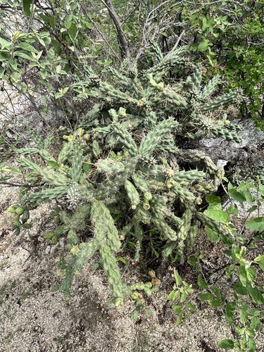 Cylindropuntia cholla, photograph 3