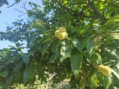Sweet Chestnut