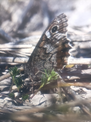 Tree Grayling