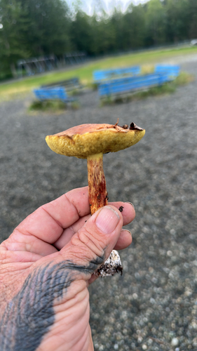 Smoothish-stemmed bolete