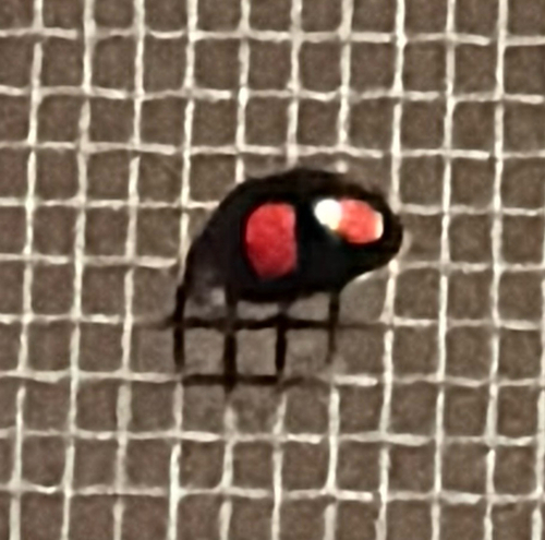 Asian Lady Beetle