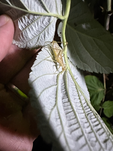 Italian Tree Cricket