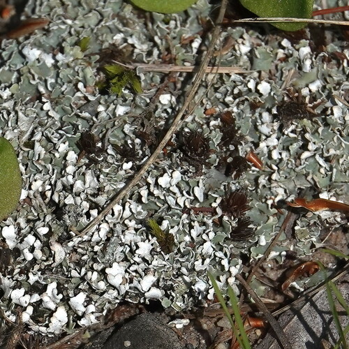 Split-peg Lichen