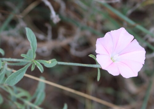 Convolvulus cantabrica, photograph 3