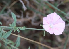 Convolvulus cantabrica, photograph (c) Lídia Carrera, some rights reserved (CC BY)