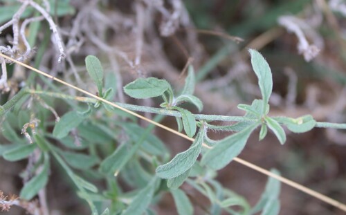Convolvulus cantabrica, photograph 4