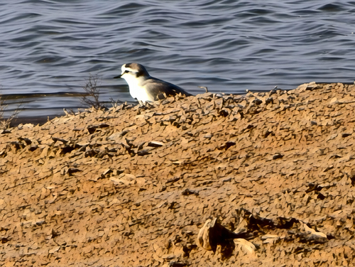 iNaturalist image
