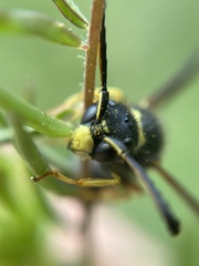 Odynerus spinipes