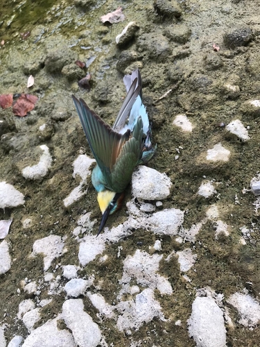 European Bee-eater