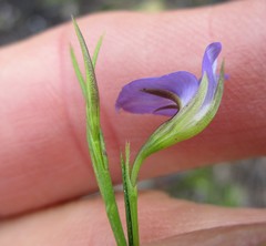 Psoralea trullata