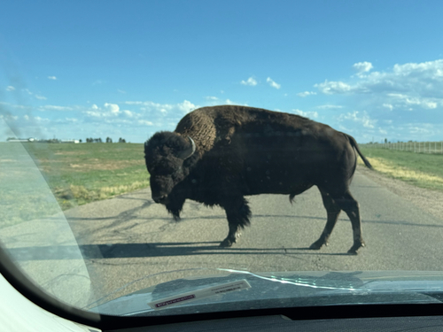 Bison photographed at N Havana St, Denver, CO, US
