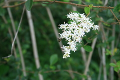 Copestylum tamaulipanum