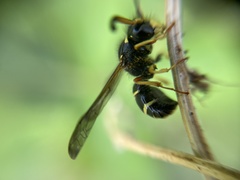 Odynerus spinipes