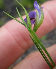 Psoralea trullata