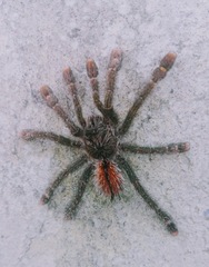 Avicularia hirschii