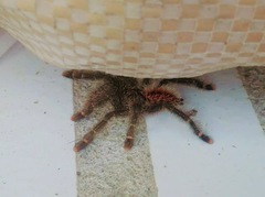 Avicularia hirschii