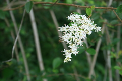 Copestylum tamaulipanum