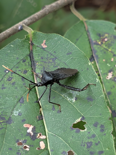 Acanthocephala terminalis
