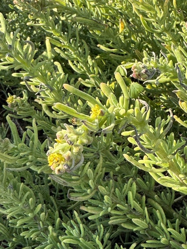 Tetragonia fruticosa, photograph 4