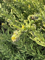 (c) chrisdt, some rights reserved (CC BY) Tetragonia fruticosa, photograph (c) chrisdt, some rights reserved (CC BY)