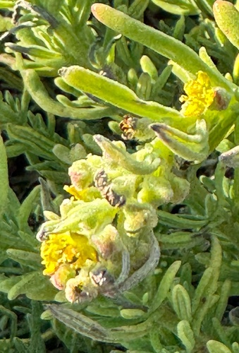 Tetragonia fruticosa, photograph 5