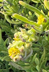 (c) chrisdt, some rights reserved (CC BY) Tetragonia fruticosa, photograph (c) chrisdt, some rights reserved (CC BY)