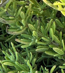 Tetragonia fruticosa, photograph (c) chrisdt, some rights reserved (CC BY)