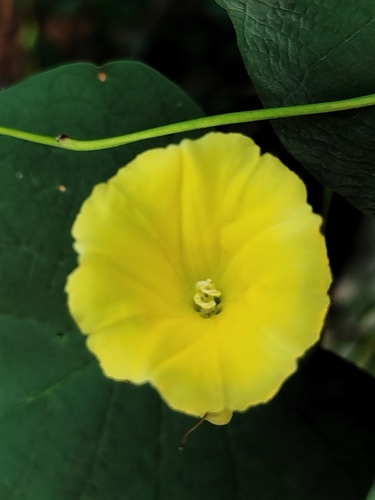 Camonea umbellata, photograph 2