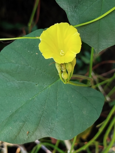 Camonea umbellata, photograph 3