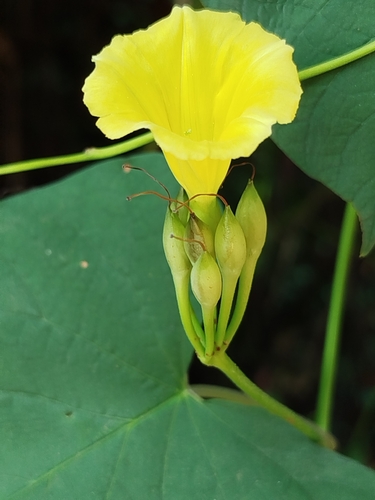 Camonea umbellata, photograph 4