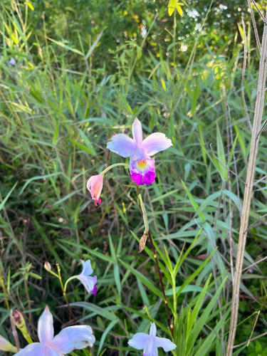 Arundina graminifolia observed 2026-09-05