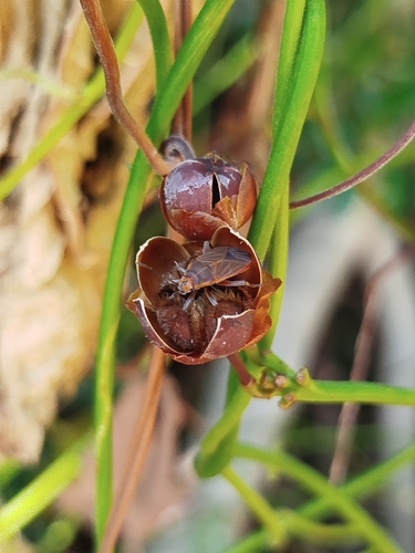 Camonea umbellata, photograph 5