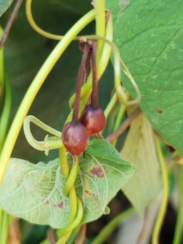 Camonea umbellata, photograph 6