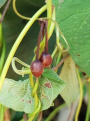 Camonea umbellata, photograph (c) Gabriel M. Rolim, some rights reserved (CC BY)
