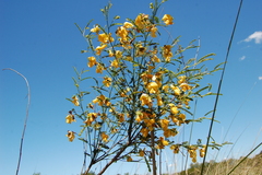 Aeschynomene montevidensis