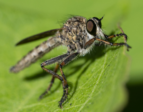 brown heath robberfly