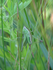 Conocephalus occidentalis