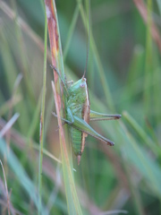 Conocephalus occidentalis