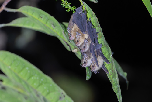 Mosia nigrescens observed 2026-08-13
